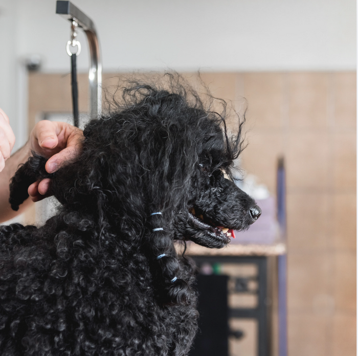 How to Get Mats Out of a Dog's Coat Without Cutting Them Out