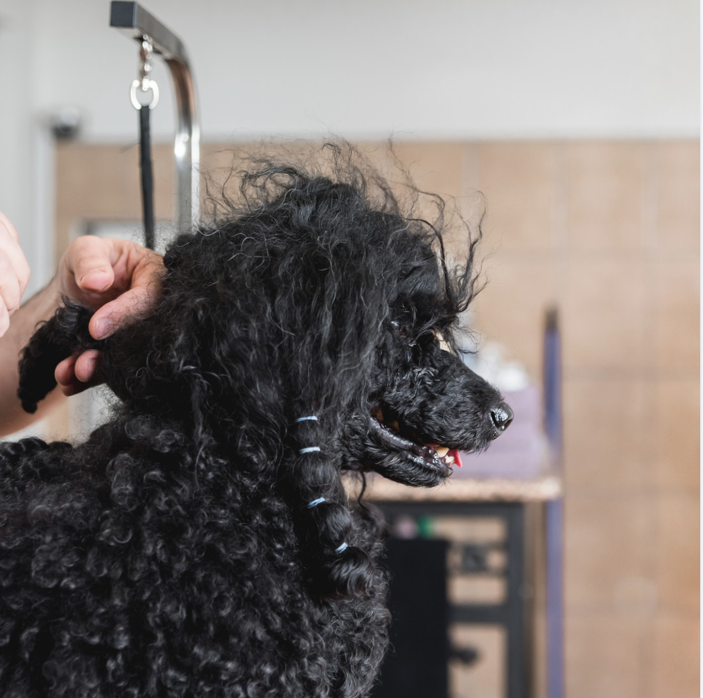 How to Get Mats Out of a Dog's Coat Without Cutting Them Out