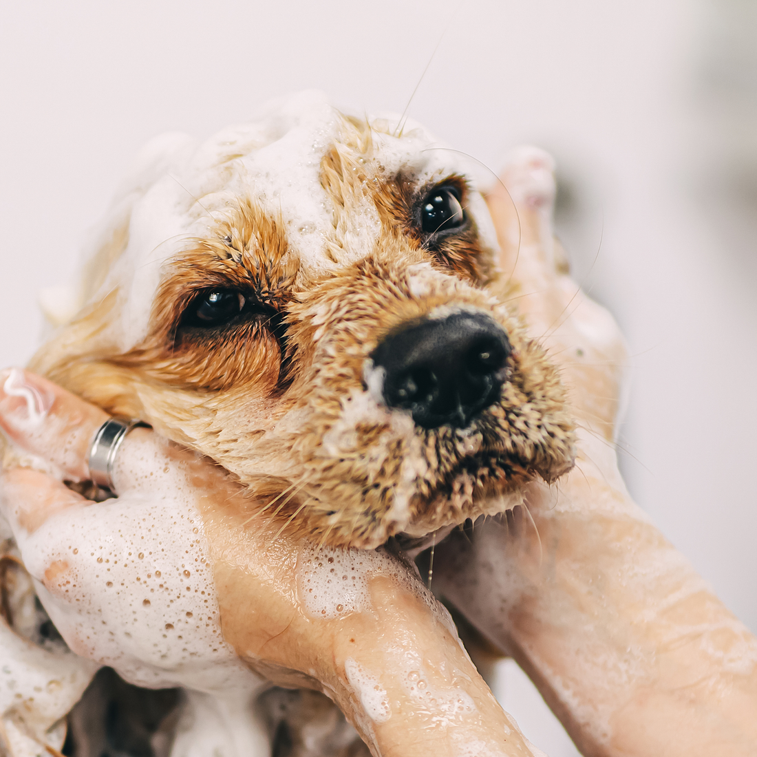 Best Dog Shampoo for Sensitive Skin: A 2026 Guide