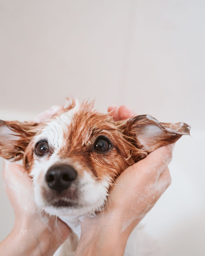 Why Your Dog Is Still Itchy After a Bath