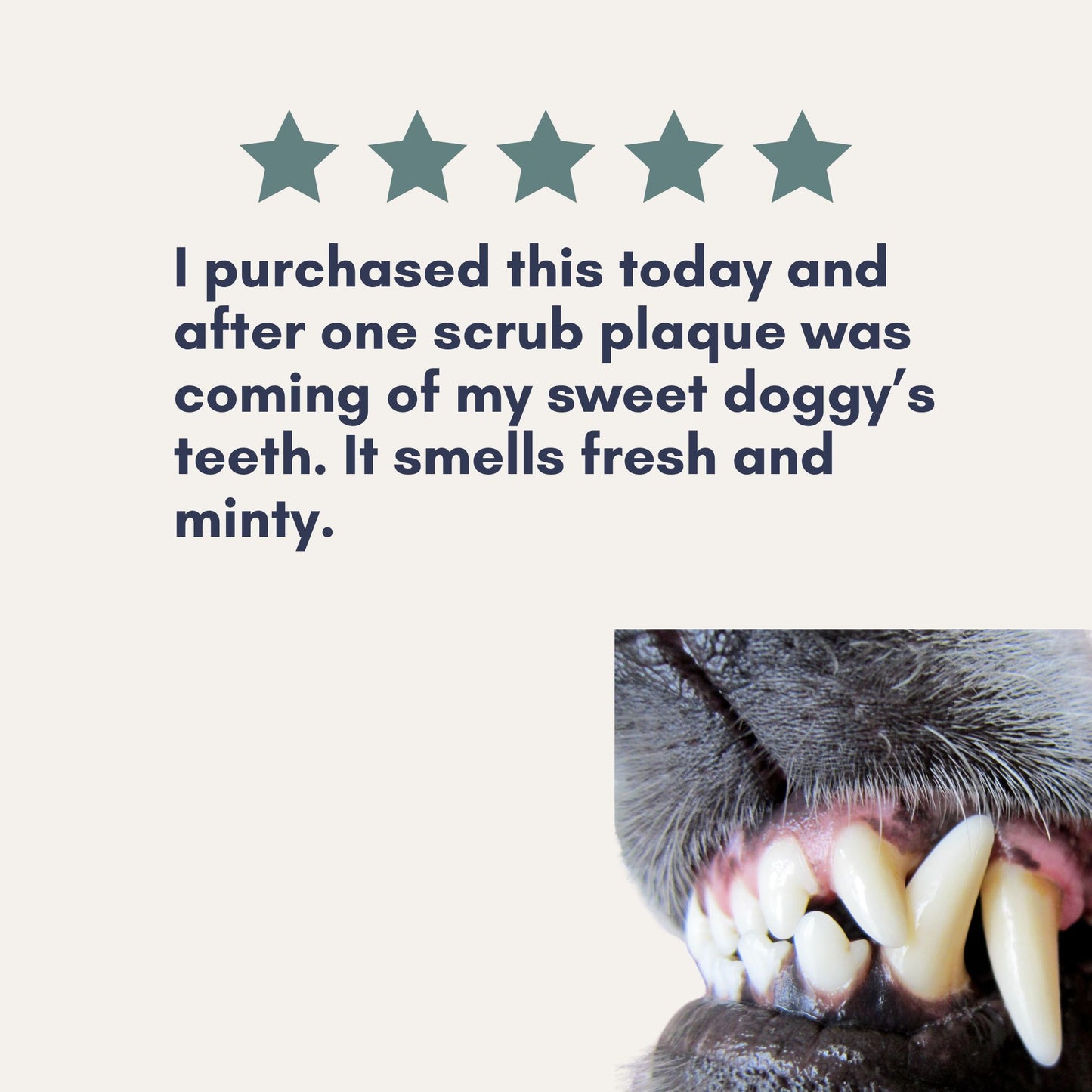 Enzymatic Dog Tooth Scrub — Natural Dental Powder