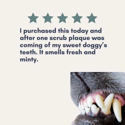 Enzymatic Dog Tooth Scrub — Natural Dental Powder